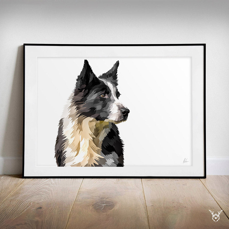 Meg - Sheepdog - Border Collie