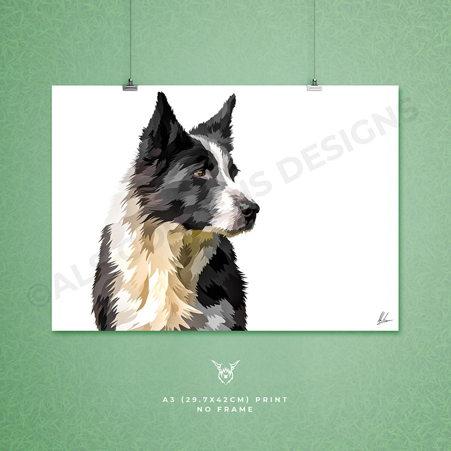 Meg - Sheepdog - Border Collie