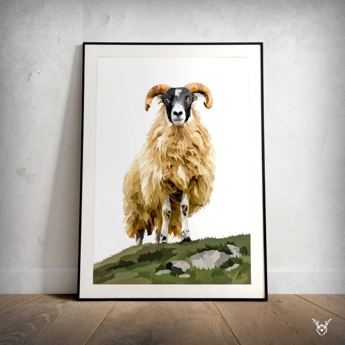 Scottish Blackface Sheep