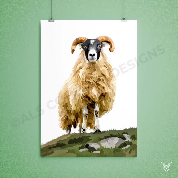Scottish Blackface Sheep