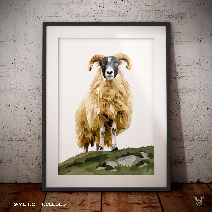 Scottish Blackface Sheep