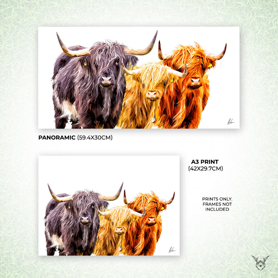 Highland Cow