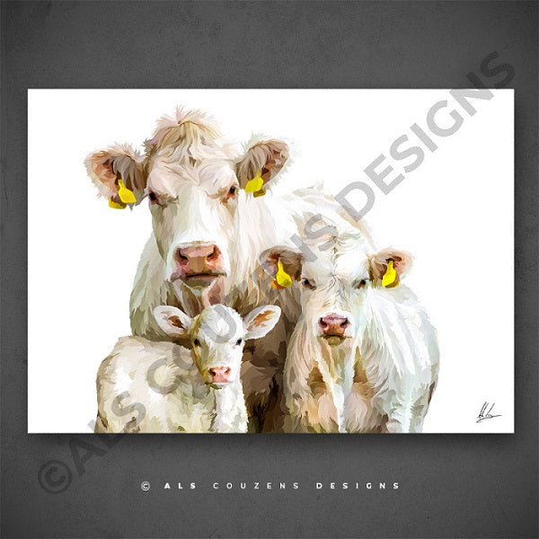 Charolais Cattle & Calf