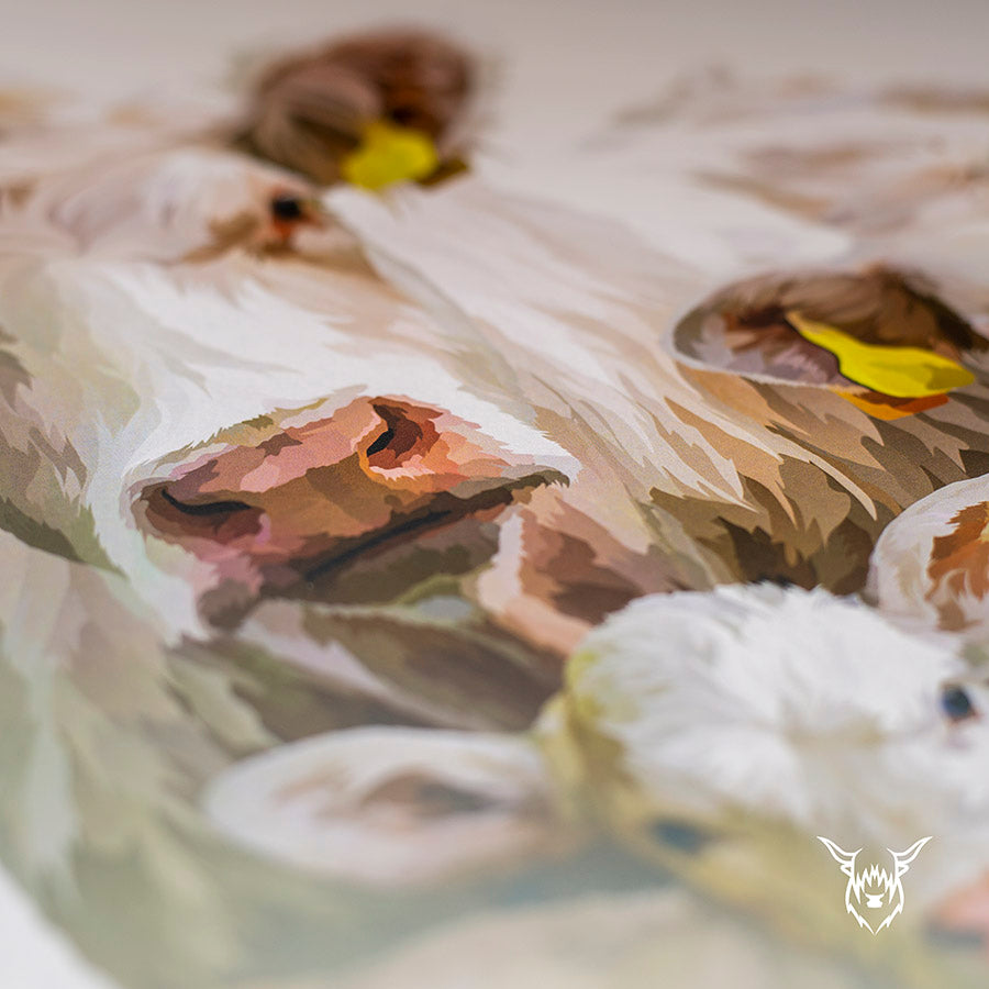 Charolais Cattle & Calf