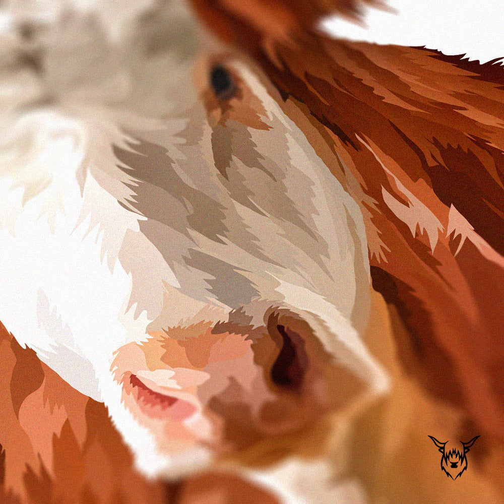 Hereford Cattle