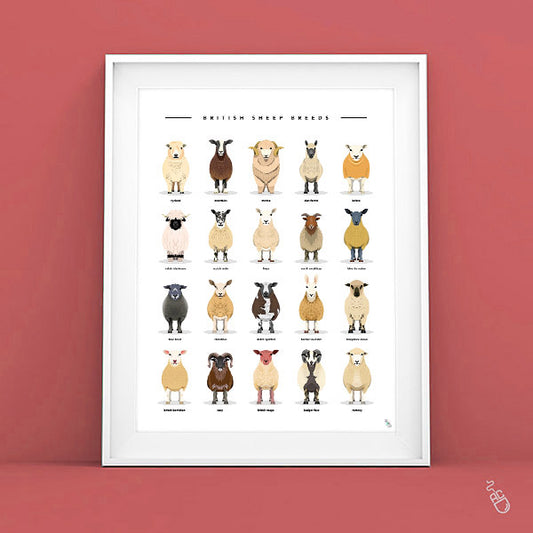Sheep breeds poster art print