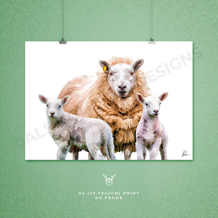 Texel Cheviot Ewe & Lambs