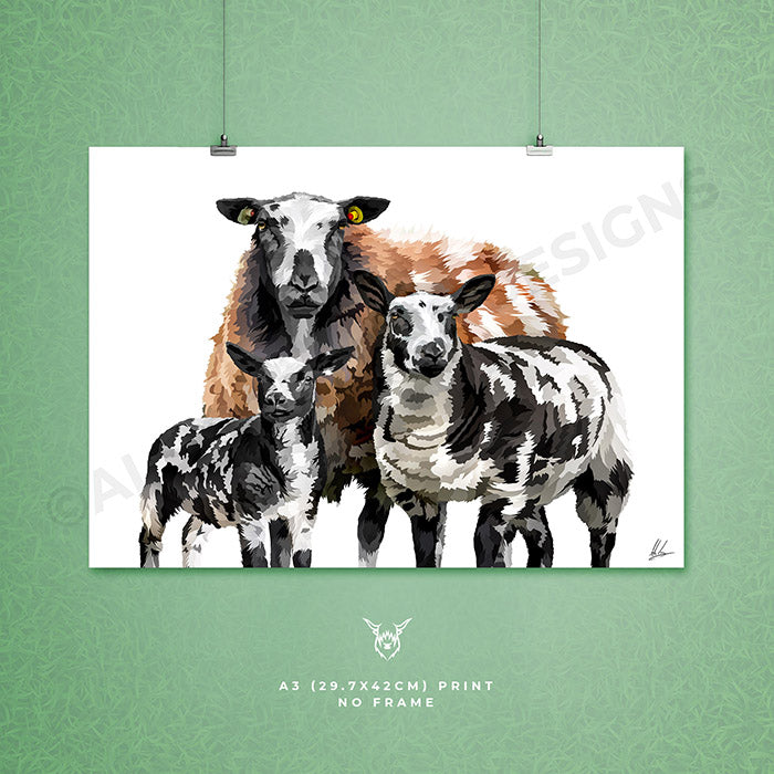 dutch spotted sheep