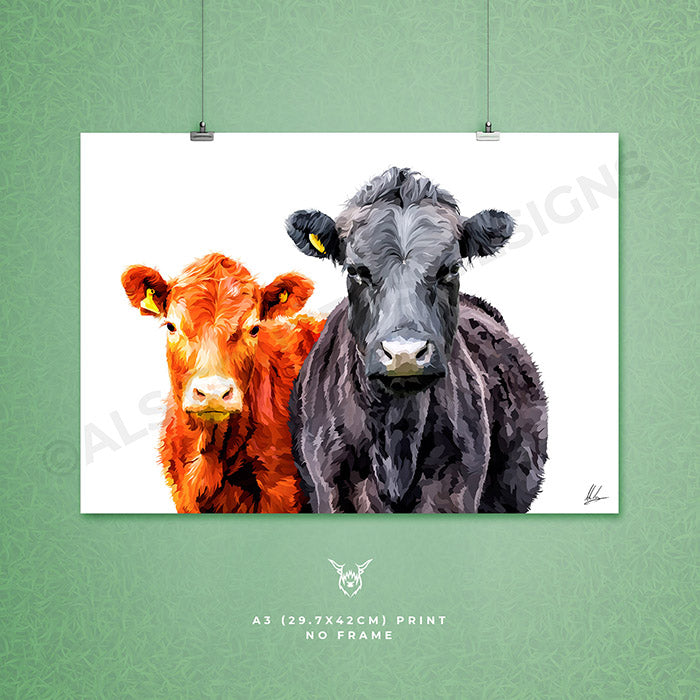 dexter cattle