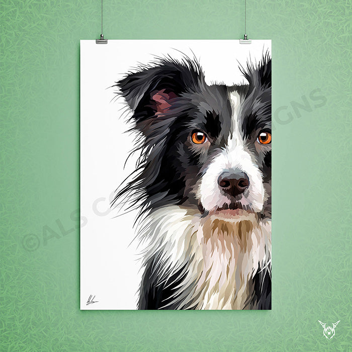 border collie