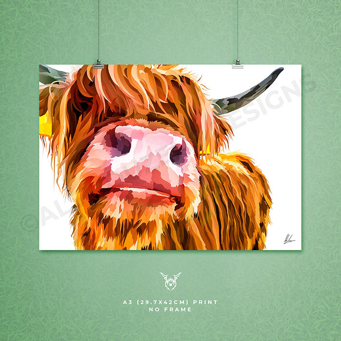 highland cow