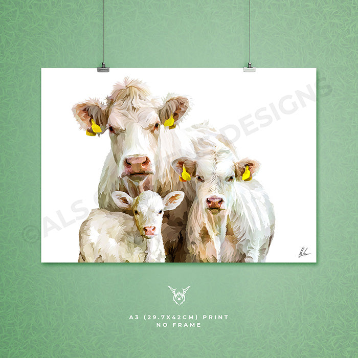 charolais cattle