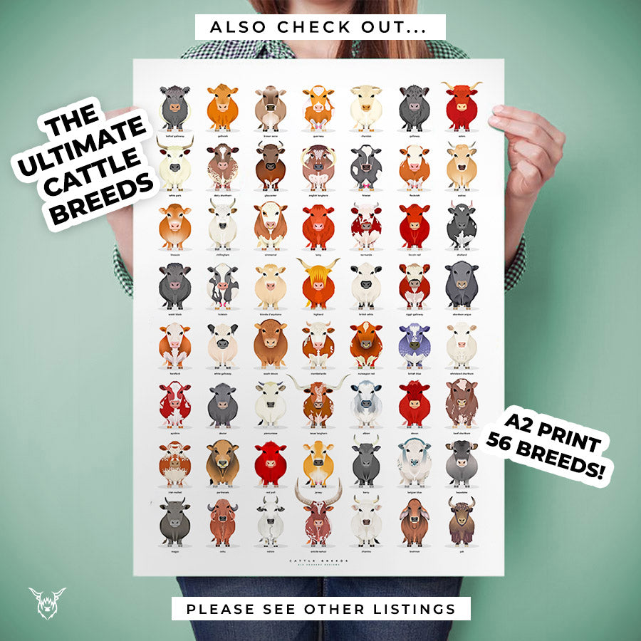 cow breeds poster