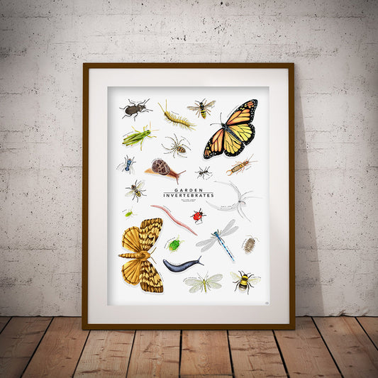 Insect poster