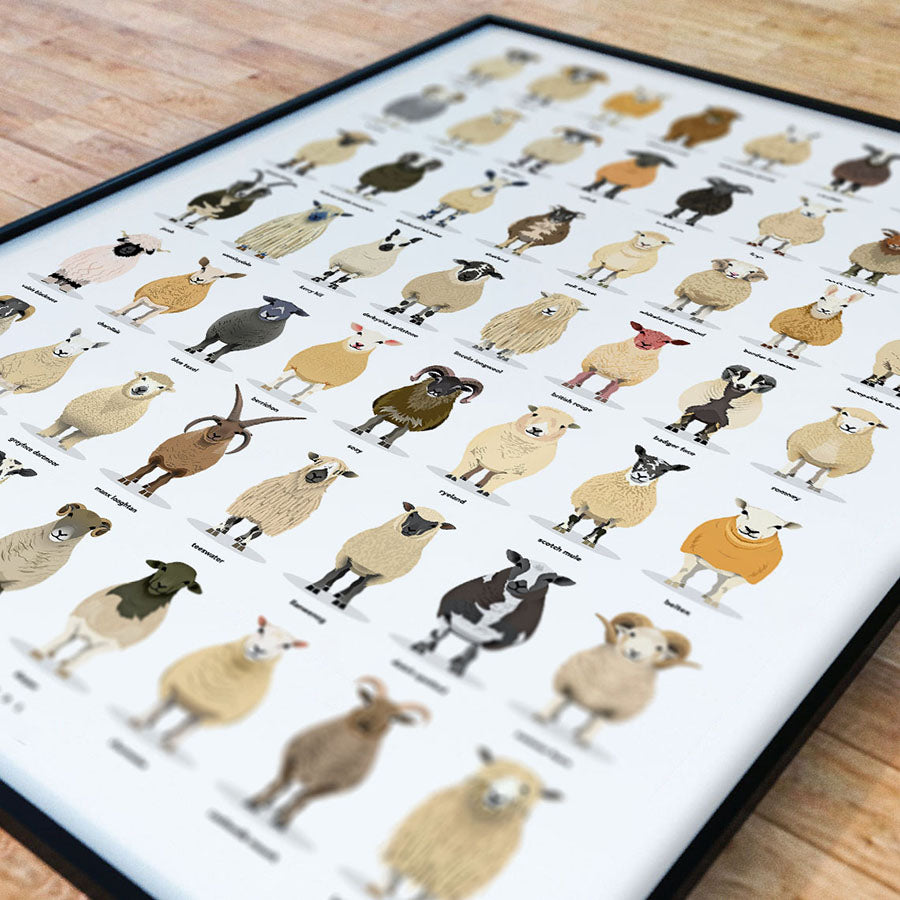 The Ultimate Sheep Breeds Poster