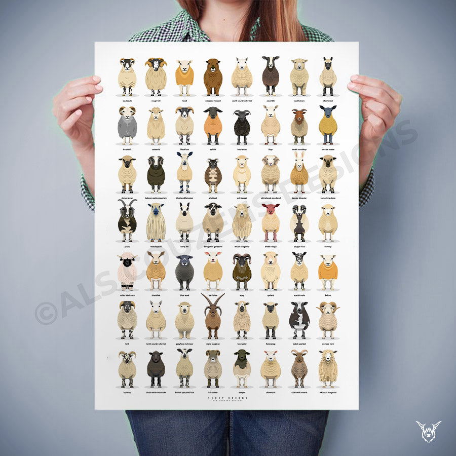 The Ultimate Sheep Breeds Poster