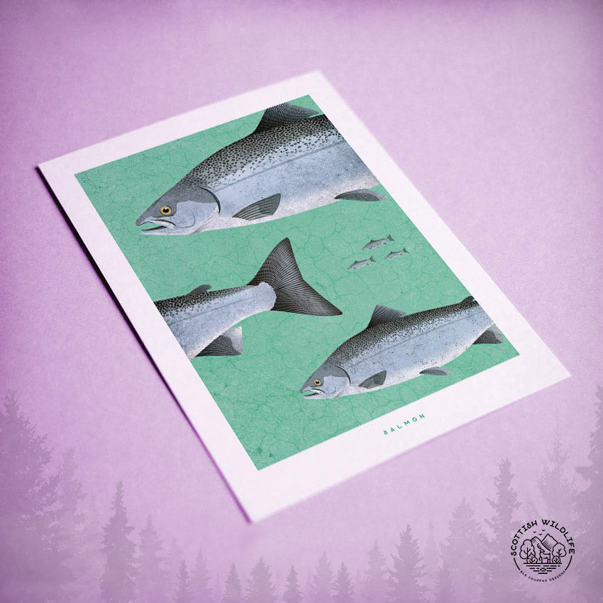 Salmon card art print