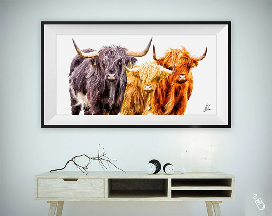 trio highland cows scotland